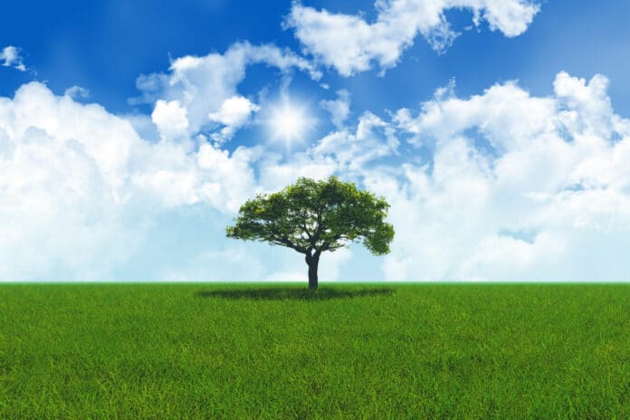 Image showing tree and clouds