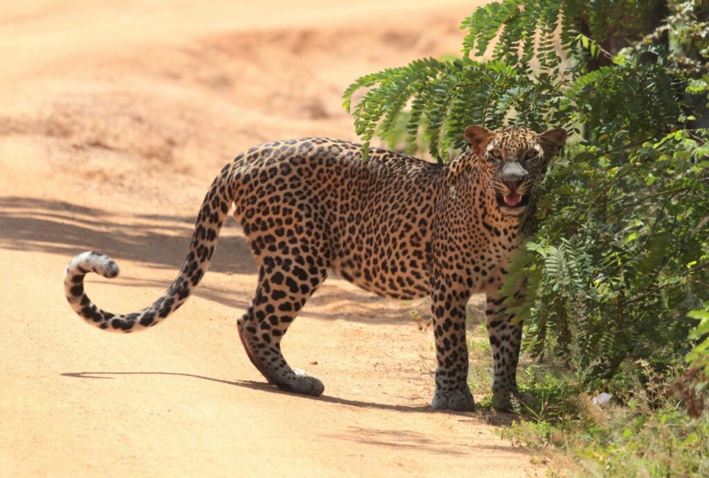 The leopard (Panthera pardus) is a rare to intermediate species