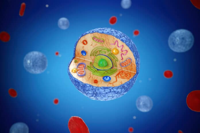 Image showing mitochondria