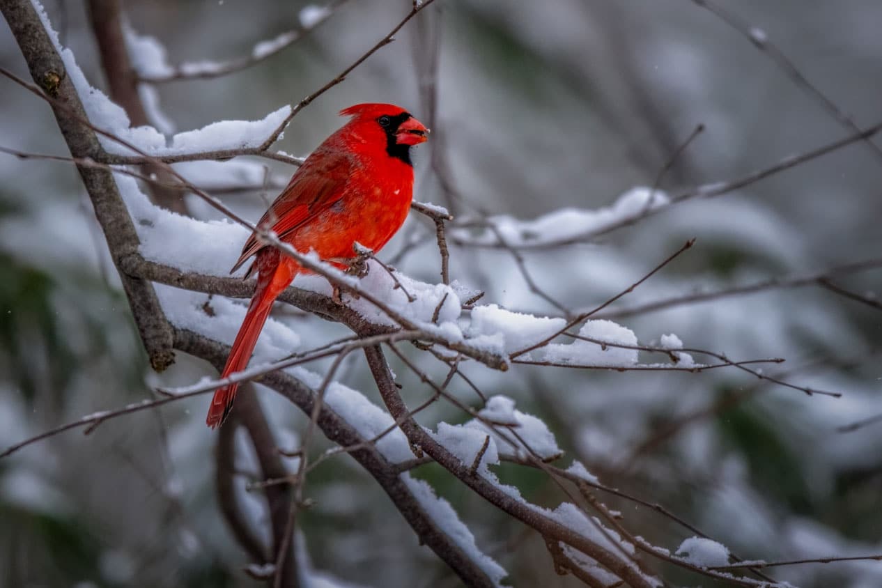 Northern cardinal bird