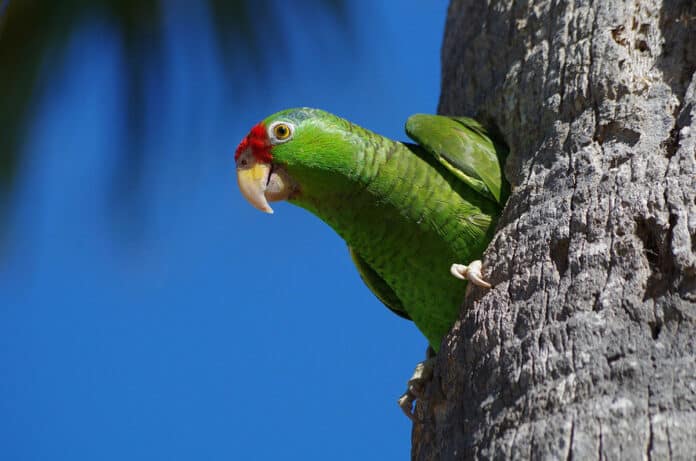 The endangered red-crowned parrot