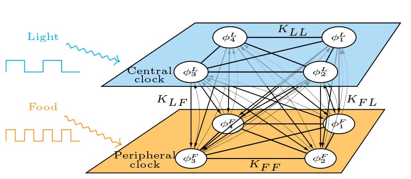 Schematic of the mathematical model. The model consists of two populations of coupled oscillators, where one population represents the central clock in the brain, entrained by light, and
the other population represents the peripheral clocks, entrained by food.