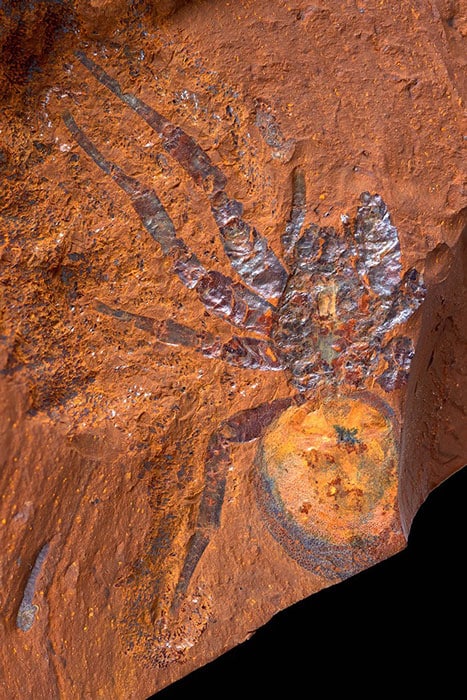 The spider fossil