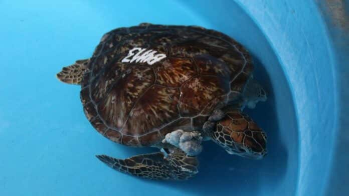 Image showing A sea turtle found off the coast of eastern Brazil with tumors from Fibropapillomatosis disease.
