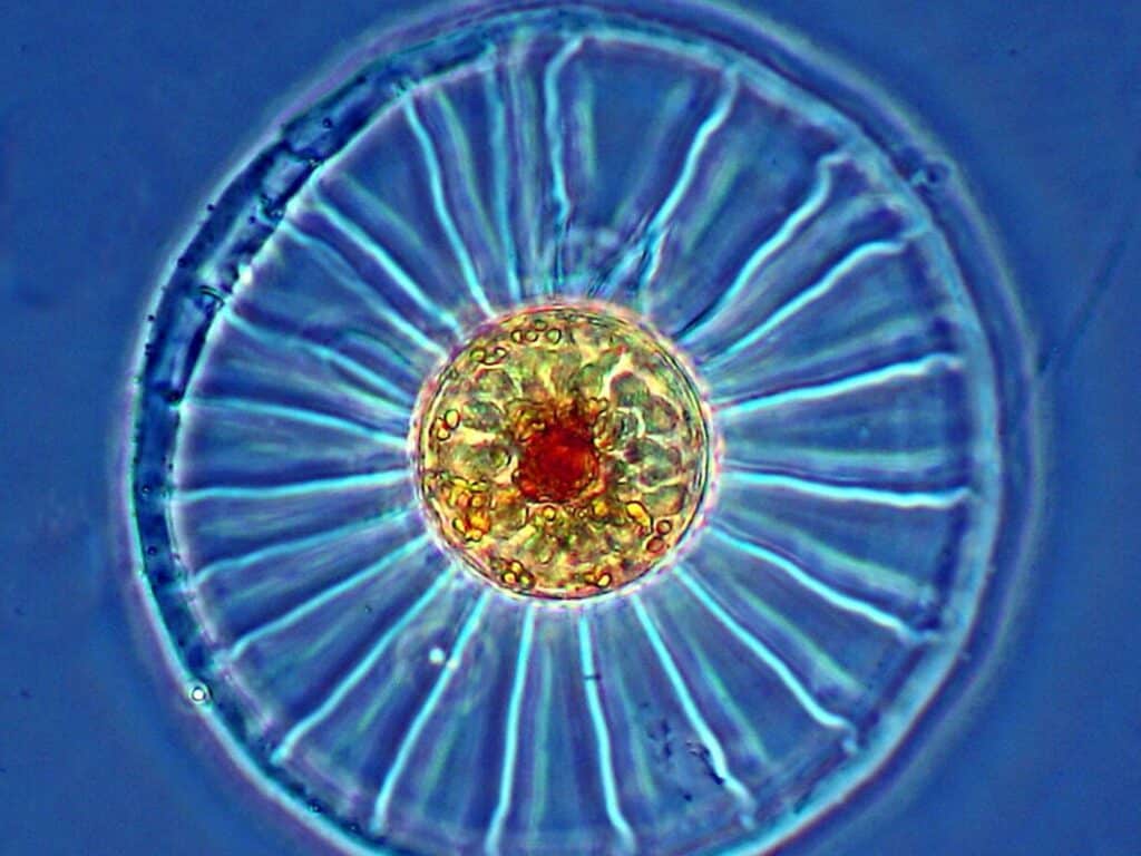 Image showing A single-celled algae known as a diatom produces beautifully intricate silica glass shells.