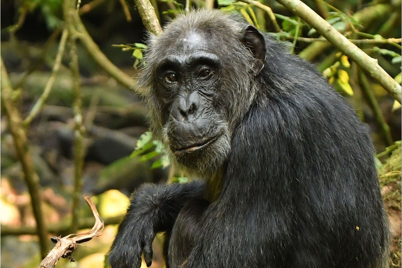 Image showing A female chimpanzee from the Ngogo community in western Uganda.