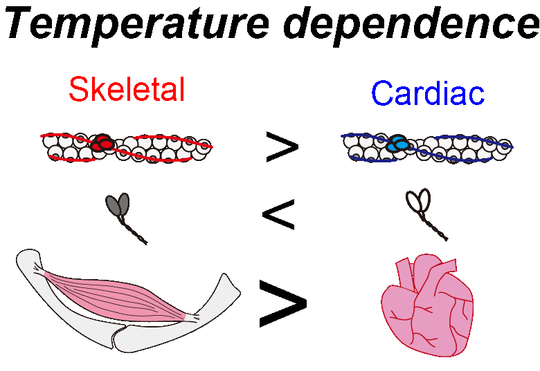 Image showing Contractile proteins of skeletal and cardiac muscle have different temperature dependence. Although skeletal myosin is less dependent on temperature than cardiac myosin (middle), skeletal thin filaments are more dependent on temperature than cardiac thin filaments (top). Overall, skeletal muscle is more sensitive to heating than the heart (bottom).