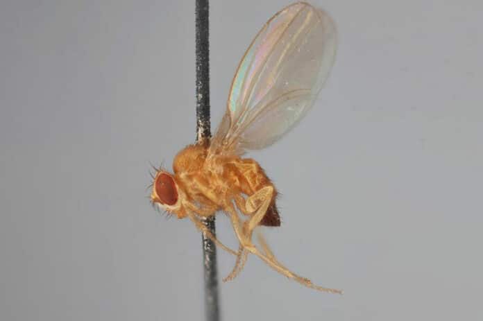 fruit fly, or Drosophila melanogaster