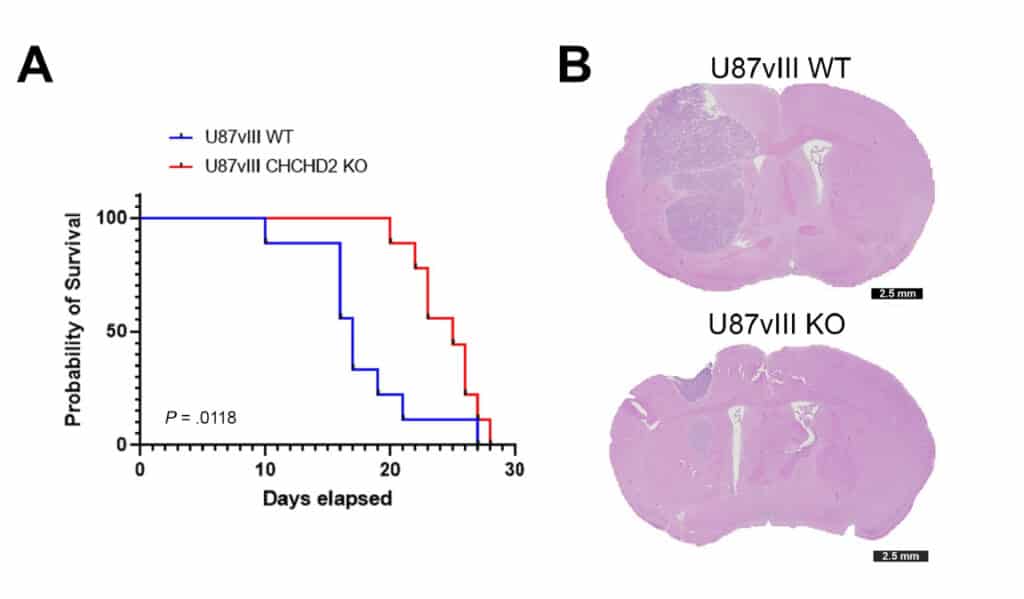 Image showing Left, the survival of mice containing the mutation EGFRvIII with or without CHCHD2. Right, increased tumor migration in the brain tissue when CHCHD2 is present.