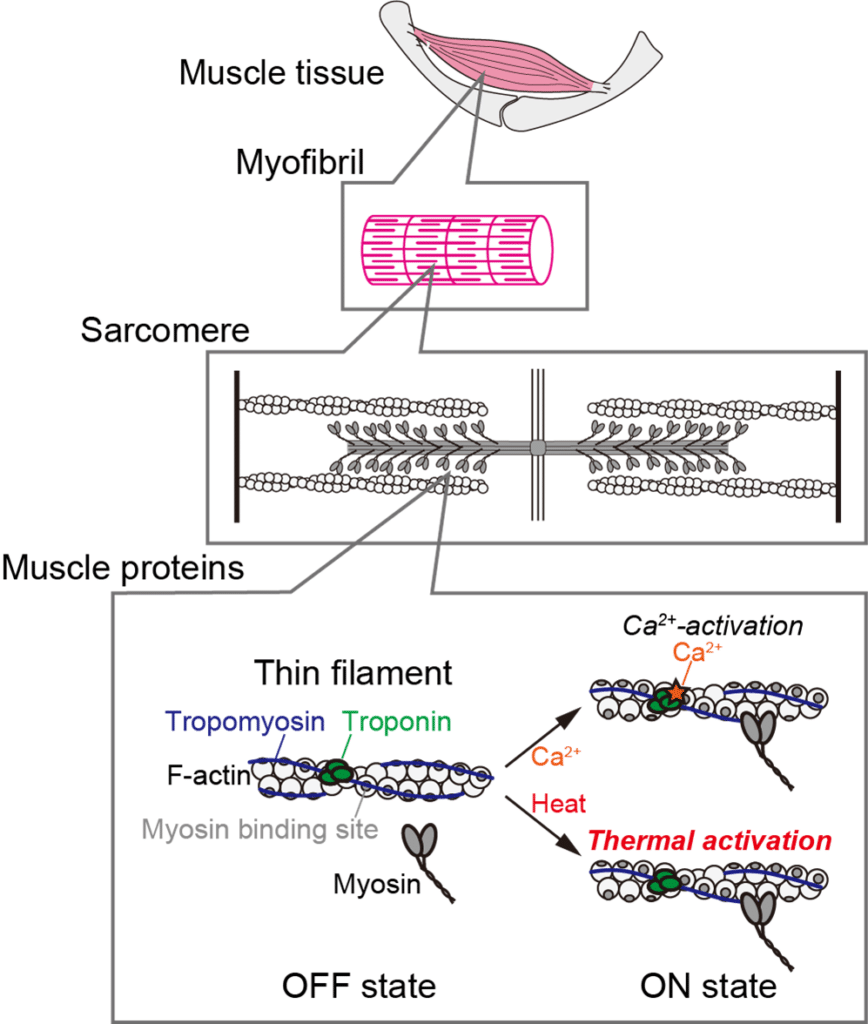 Image showing Hierarchical structure of muscle and activation of thin filaments..