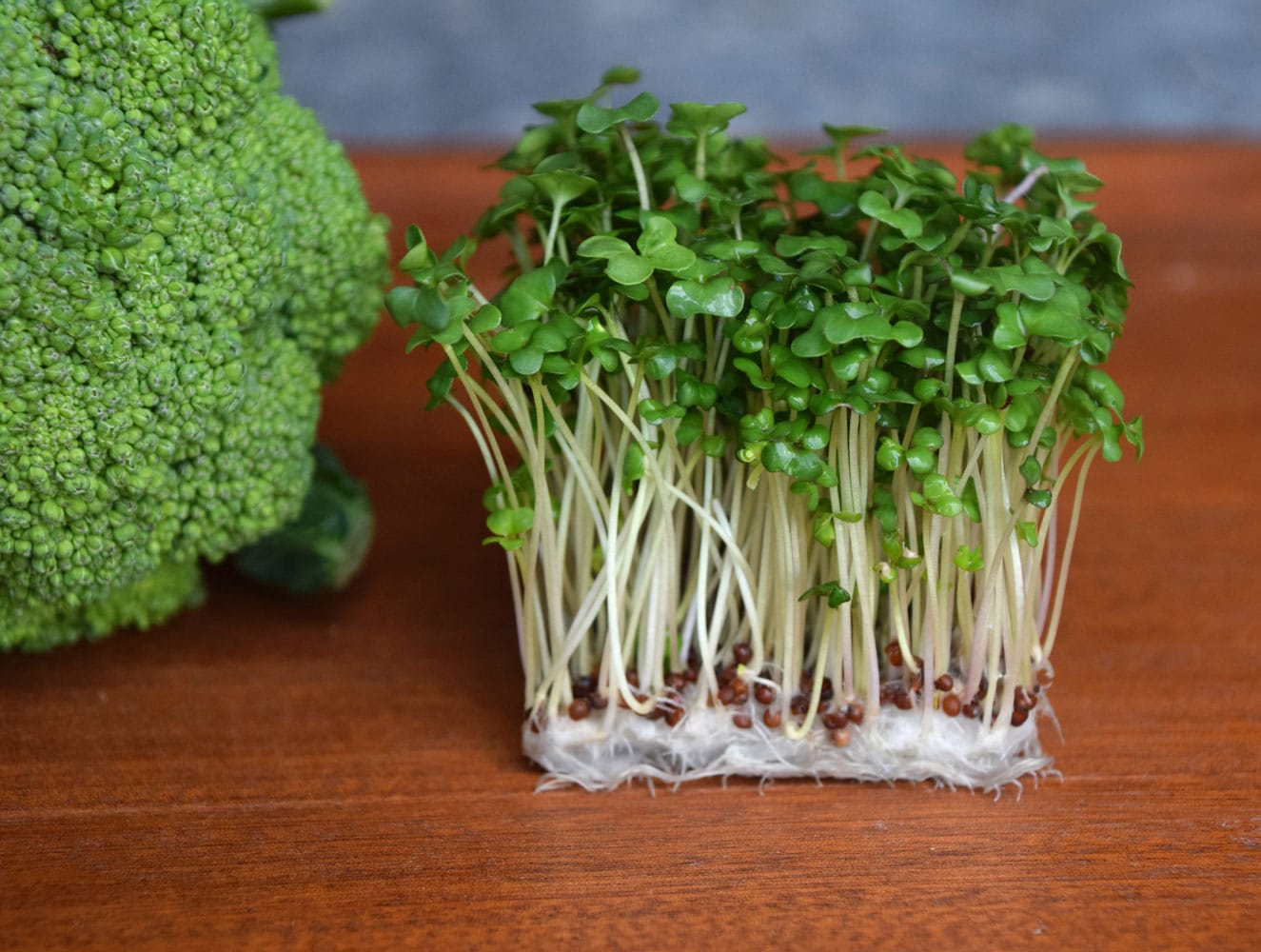 Broccoli sprouts have been discovered to contain seven times more polysulfides than mature broccoli