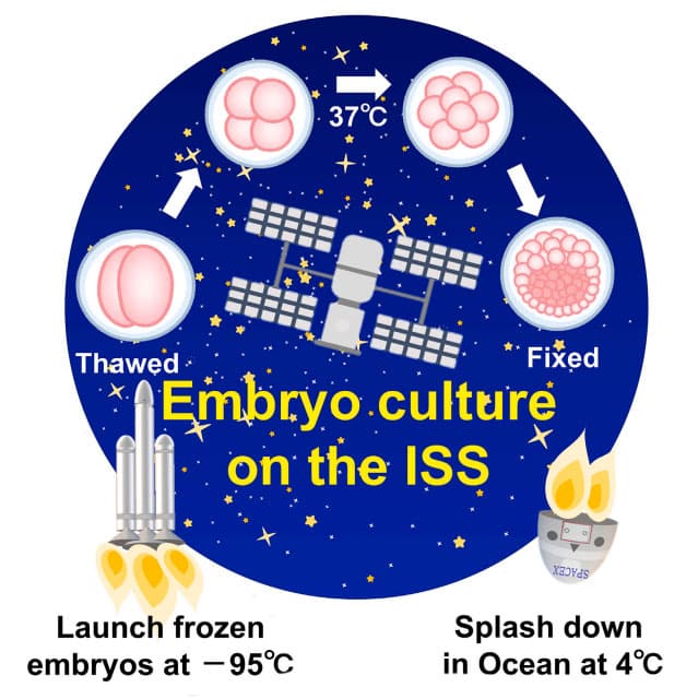 Mouse embryos grown in space for the first time