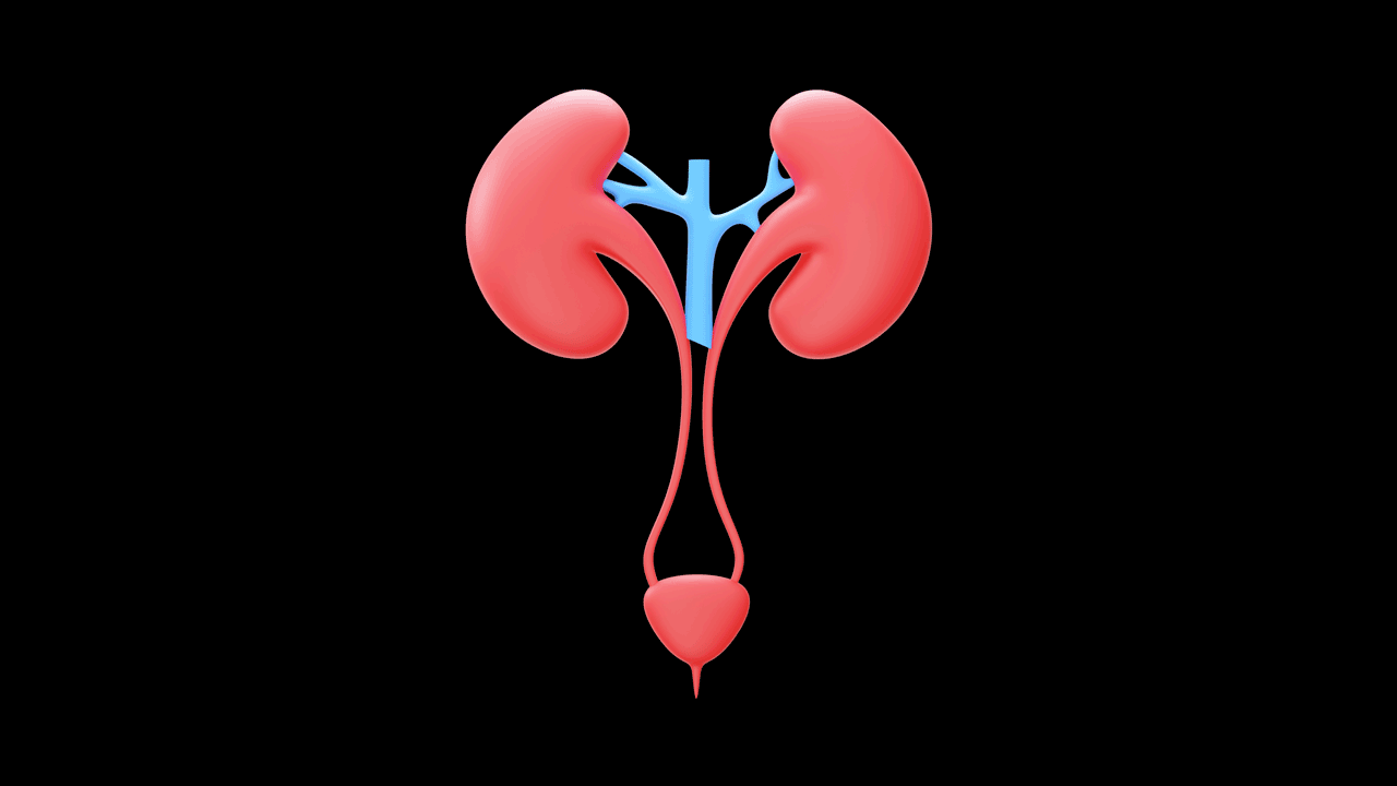 Blue And Red Urinary System 3D Elemen