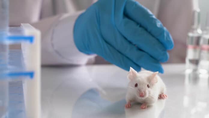 Image showing lab mice