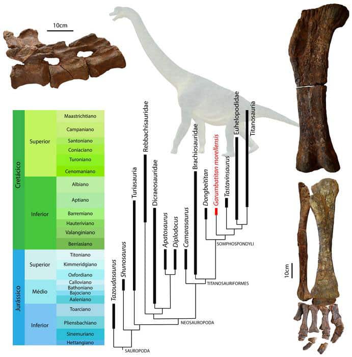 Kinship relationships of Garumbatitan morellensis with some of the most relevant sauropods and bone remains of Garumbatitan morellensis