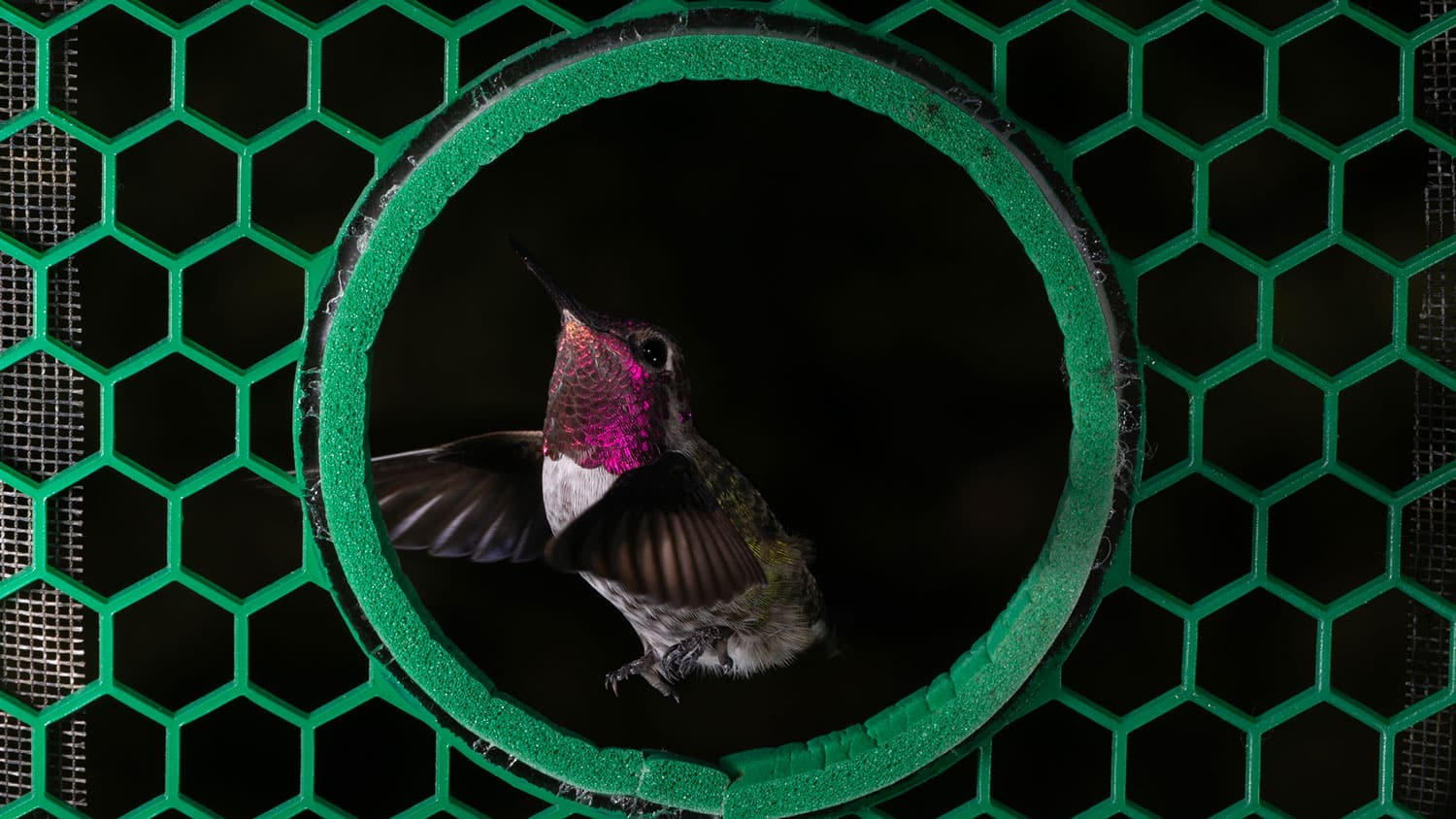 An Anna's hummingbird