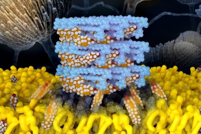 Image showing The mechanism for a critical but highly toxic antifungal is revealed in high resolution. Self-assembled Amphotericin B sponges (depicted in light blue) rapidly extract sterols (depicted in orange and white) from cells. This atomic level understanding yielded a novel kidney-sparing antifungal agent..