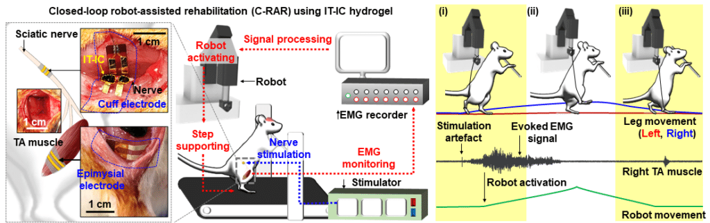 Image showing Schematic illustration showing the step-by-step operation of the C-RAR system, featuring IT-IC hydrogels, a robot, a treadmill, and self-healing stretchable cuff/epimysial electrodes. This system effectively raises the injured rat's right foot through precise EMG signal monitoring and controlled electrical nerve stimulation.

