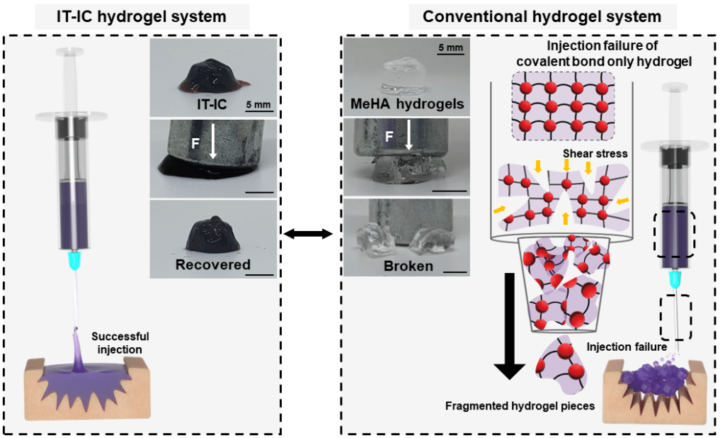 Image showing Figure 1. This new hydrogel system (IT-IC) can protect the gel from destruction by external forces. In conventional covalently crosslinked hydrogels (e.g., methacrylated hyaluronic acid, referred to as MeHA), fragmentation occurs due to the destruction of covalent bonds during the injection process, but IT-IC hydrogels maintain covalent bonds due to stress dissipation with multiple bonds containing biphenyl structure and allow injection into narrow areas.