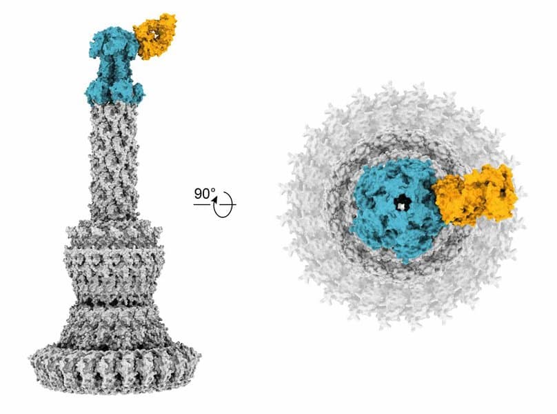 Image showing Cryo-electron microscopic reconstruction of the binding of a human anti-PcrV Fab antibody (yellow) to a PcrV pentamer (blue) of the type III secretion system (T3SS) of Pseudomonas aeruginosa. The antibody binding leads to an inhibition of the T3SS, which is an important virulence factor of P. aeruginosa.