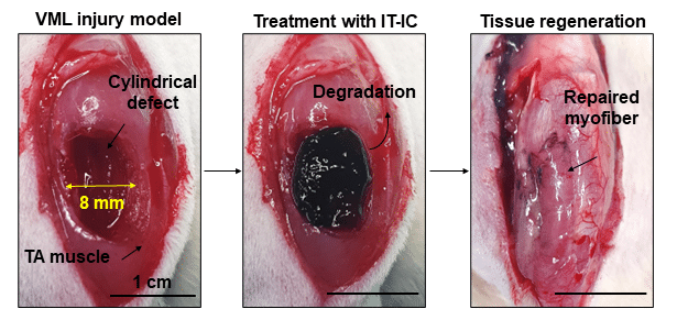 Image showing  Illustrating the sequential progression of muscle damage and regeneration, these three images capture the transition from muscle loss (left) to hydrogel reinforcement (center) and ultimately successful muscle regeneration (right).

