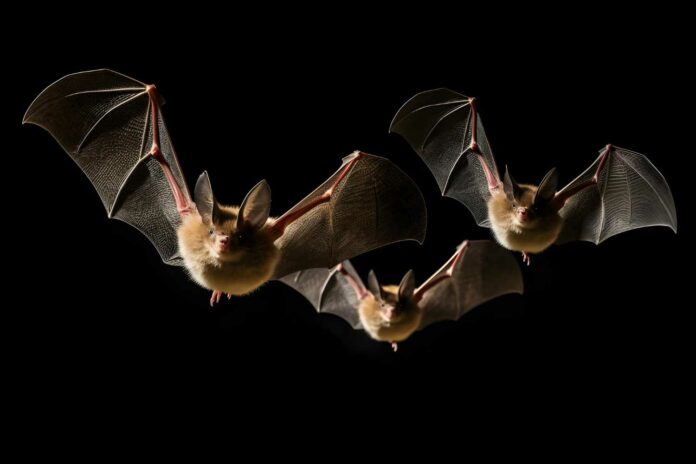 bats flying in the dark