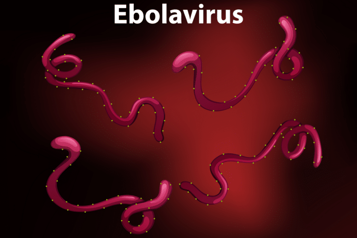 Free vector diagram showing ebola virus
