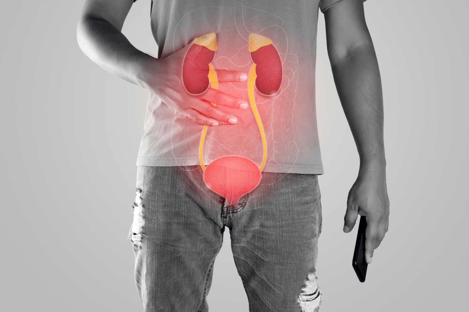 Kidney and urethra illustration on the men body against a gray background