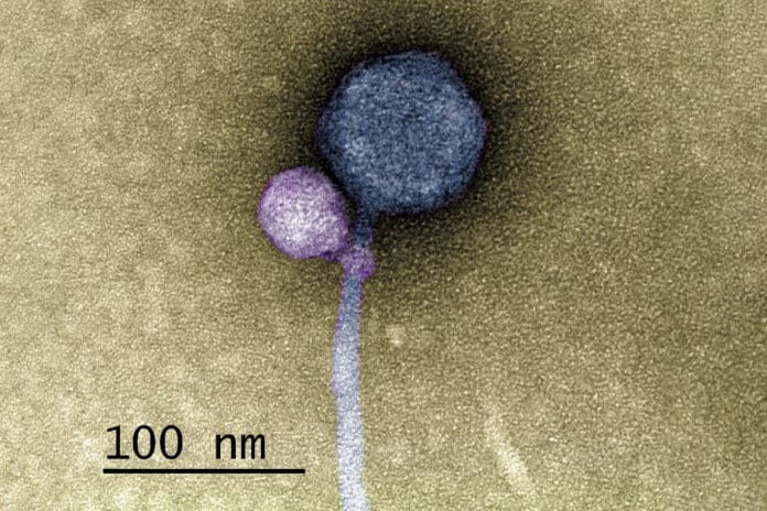 satellite virus latched onto its helper virus