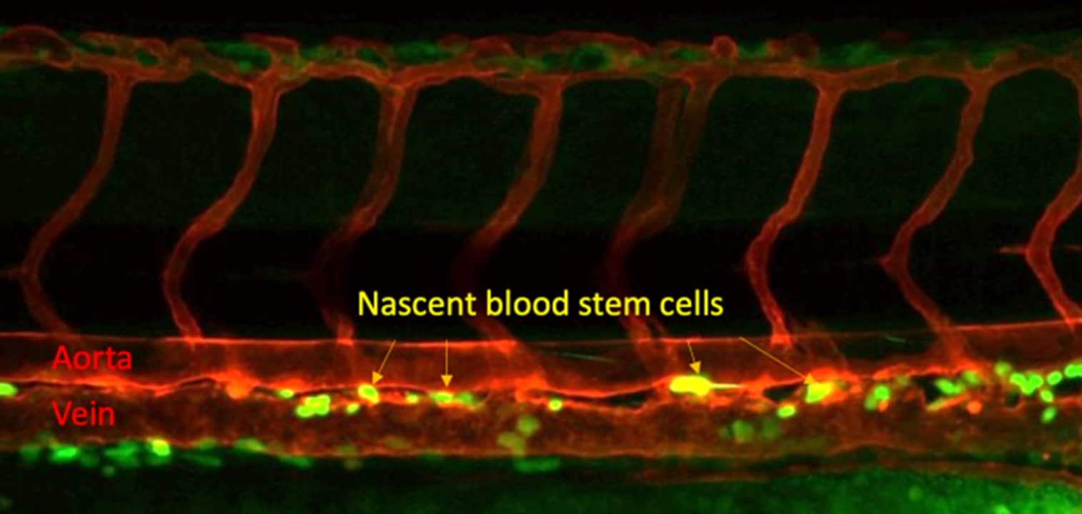 Crucial blood stem cell creation step found by ISU researchers thumbnail
