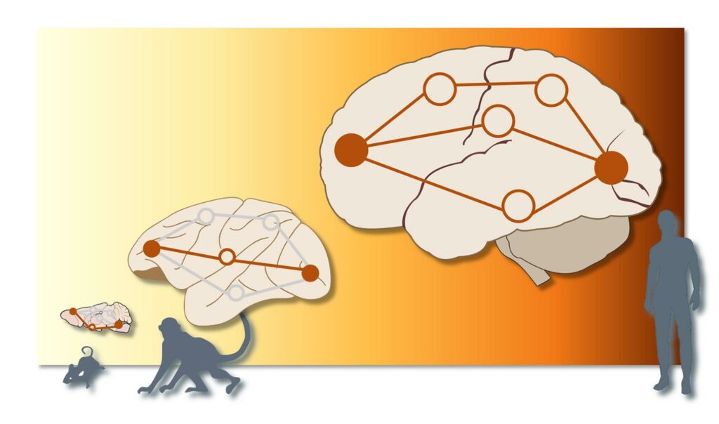 Image showing In the mouse and macaque brains, information was sent along a single “road”, while in humans, there were multiple parallel pathways between the same source and target.
