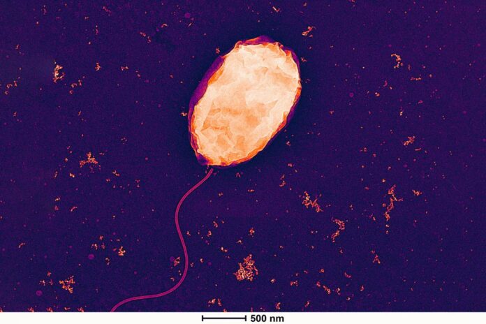 bacterium Vibrio natriegen