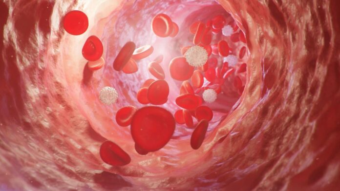 Red blood cells inside an artery, vein