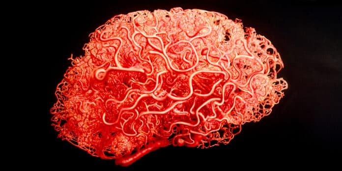 Blood supply in the brain