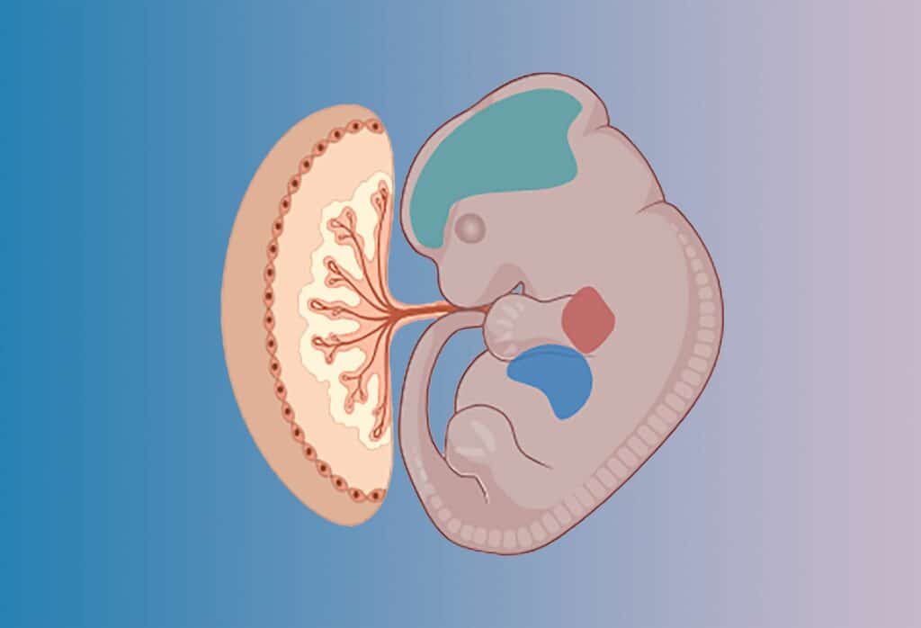 Image showing developing fetus and placenta