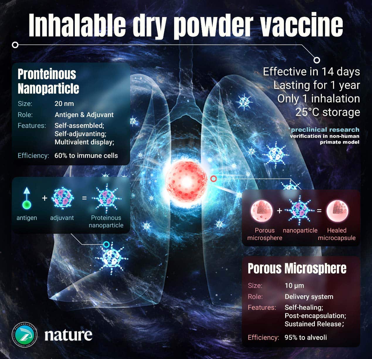 Construction of single-dose, dry powder inhalation vaccine (Image by MA Guanghui’s group)