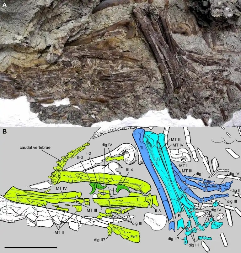 Photograph and illustration of the gorgosaur’s stomach contents.
