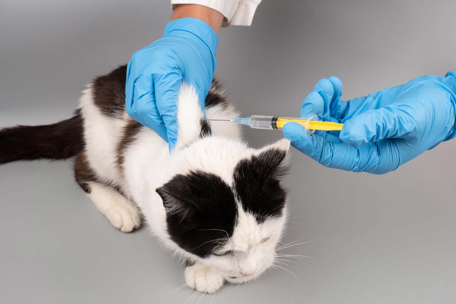 Veterinarian doctor hand giving a cat an injection with a syringe