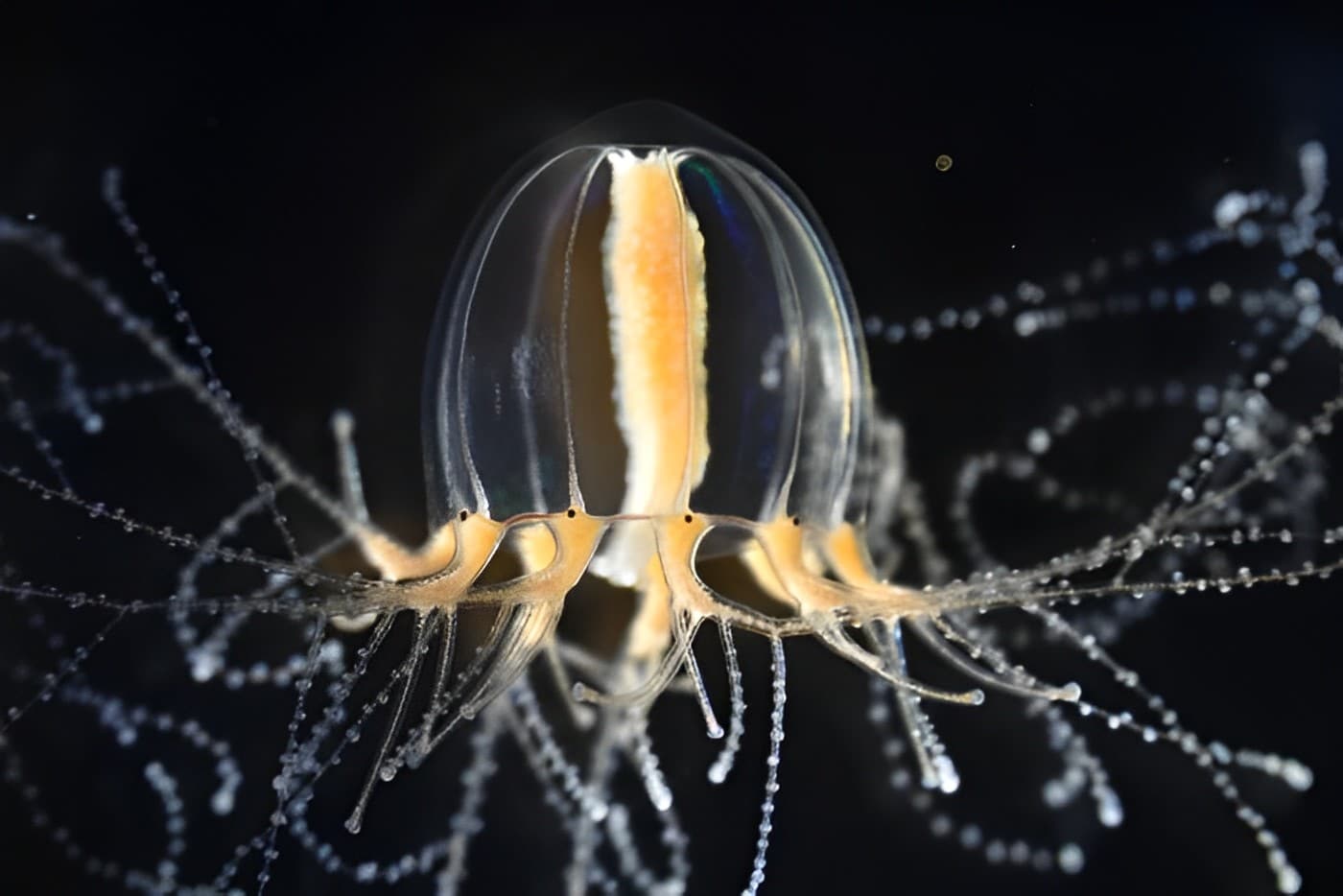 The jellyfish Cladonema pacificum exhibits branched tentacles that can robustly regenerate after amputation.