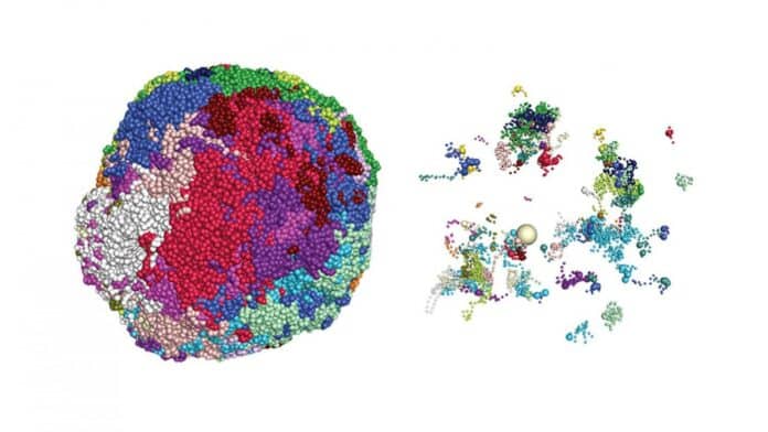 genome inside an olfactory cell’s nucleus