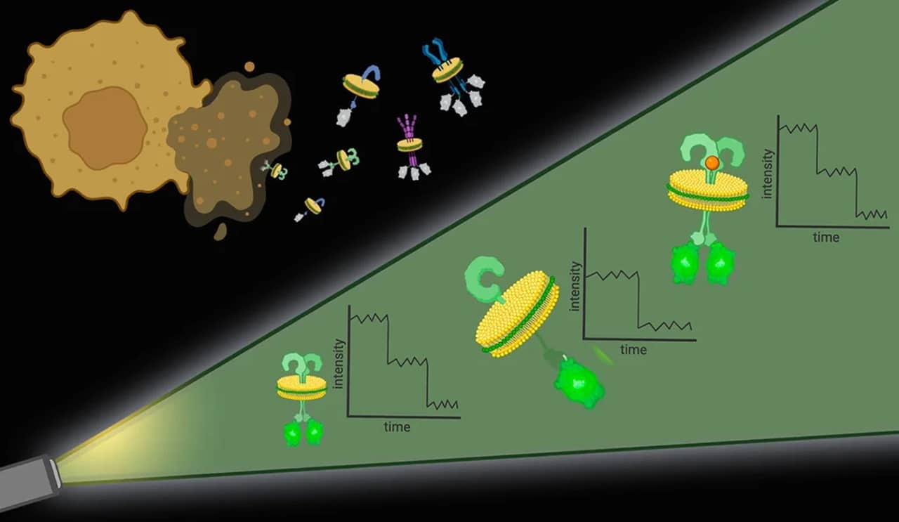 Image showing With Native-nanoBleach, nanodiscs containing target membrane proteins and their native cell membrane environment are cut out of the cell membrane. Each protein subunit has a molecule attached to it that fluoresces under light. Over time, the light exposure will bleach the fluorescent molecules, and the step-wise decrease in fluorescence allows researchers to count how many protein subunits are in each nanodisc.