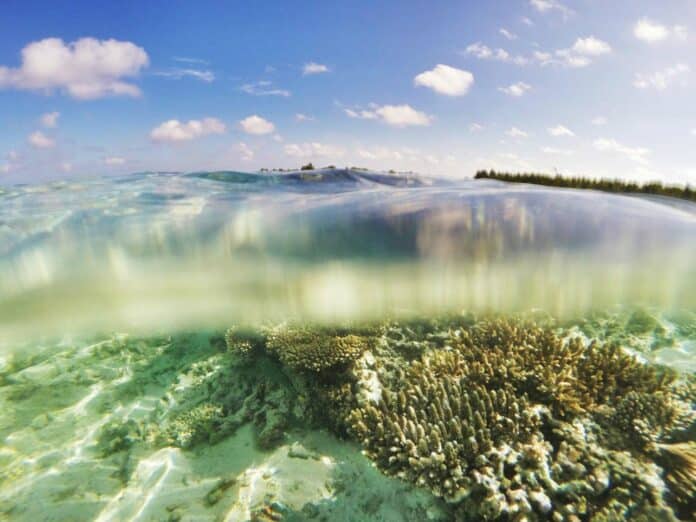 Photo corals on seafloor