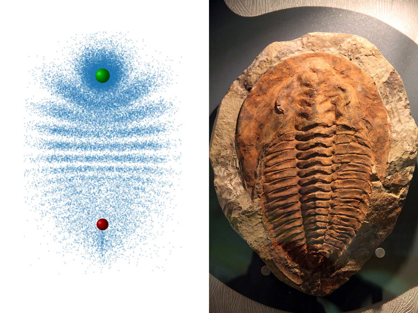 The shape of the molecule is reminiscent of a fossil trilobite