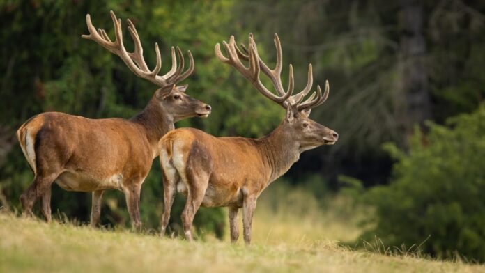 Two red deer with velvet covered antlers looking on meadow