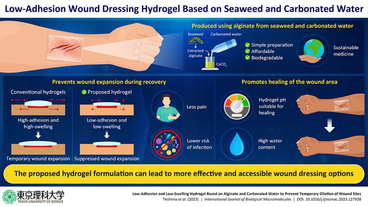 An innovative hydrogel for wounds: Combining seaweed and carbonated water thumbnail