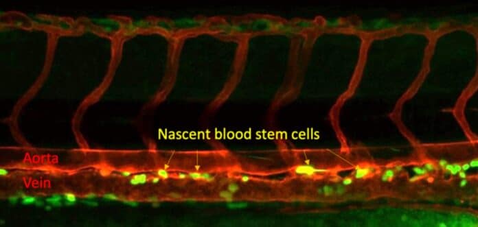 Image showing Blood stem cells forming in the trunk of a zebrafish embryo. The blood stem cells are yellow, with the red tubes are the aorta on the top and a vein on the bottom.