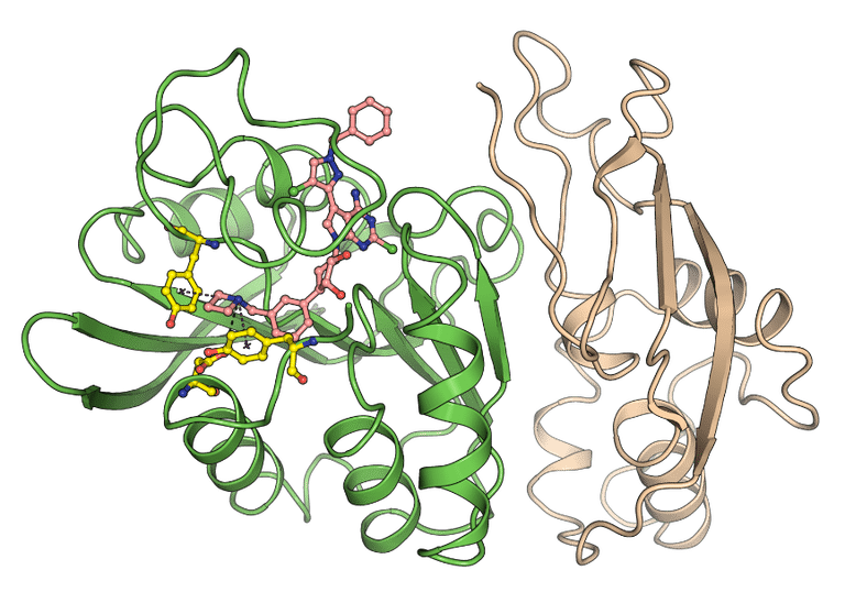 Image showing Structure of KMT9 in complex with inhibitor KMI169. The proteins KMT9a(green) and KMT9b (brown) are depicted as a line drawing. KMI169 (pink) and amino acids (yellow) that are important to the interaction are shown as rods. Interactions (black) between KMT9a and KMI169 are shown as dotted lines. .