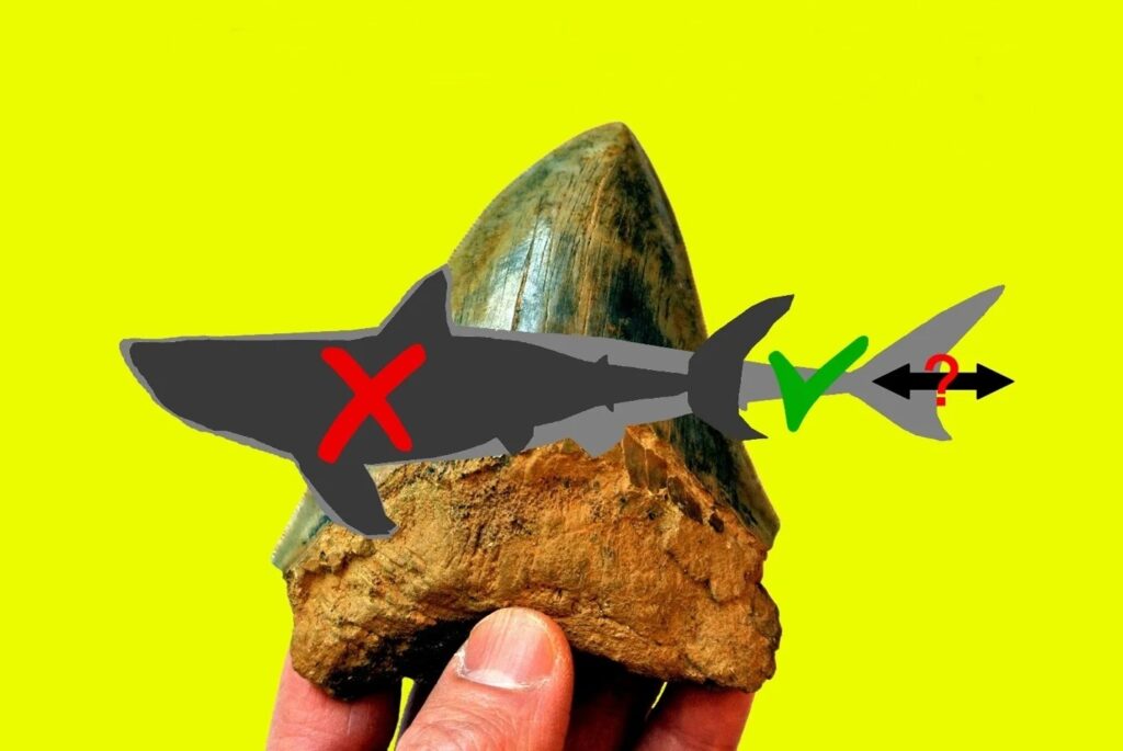 new light on the body form of the Megalodon