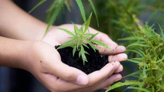 Image showing hands are supporting the soil with the cannabis plant.