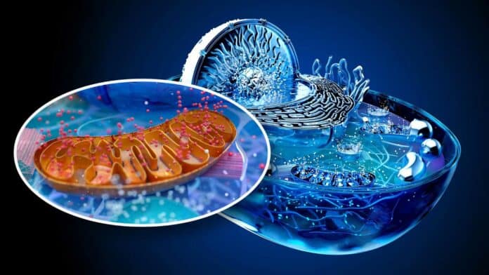 biological cell and the mitochondria